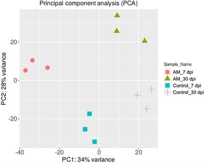 Transcriptomic insights into mycorrhizal interactions with tomato root: a comparative study of short- and long-term post-inoculation responses